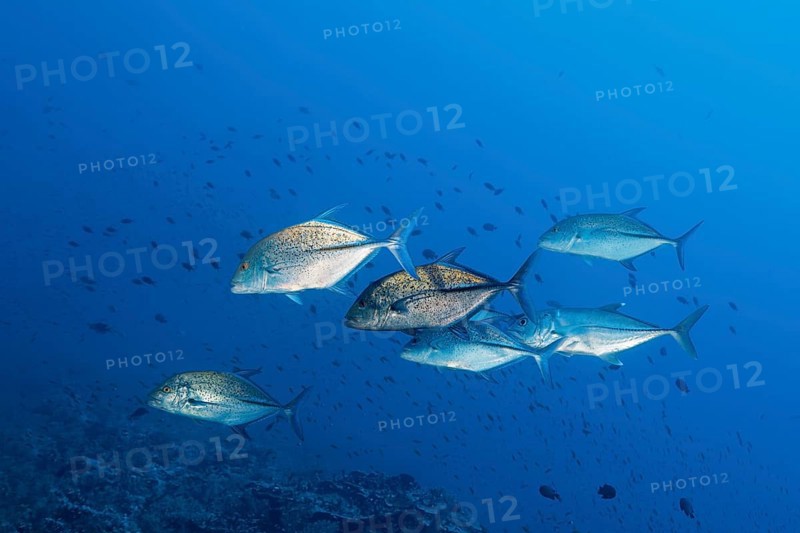 Shoal of bluefin trevallies (Caranx melampygus) chasing small fish over coral reef