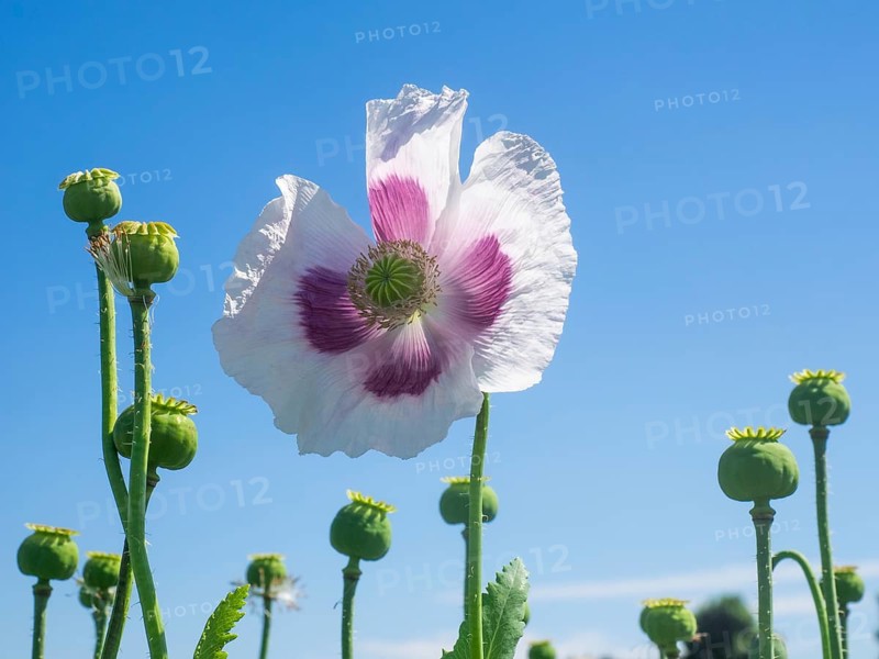 Poppy blossom