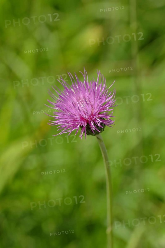 Greater Knapweed (Centaurea scabiosa) Buete
