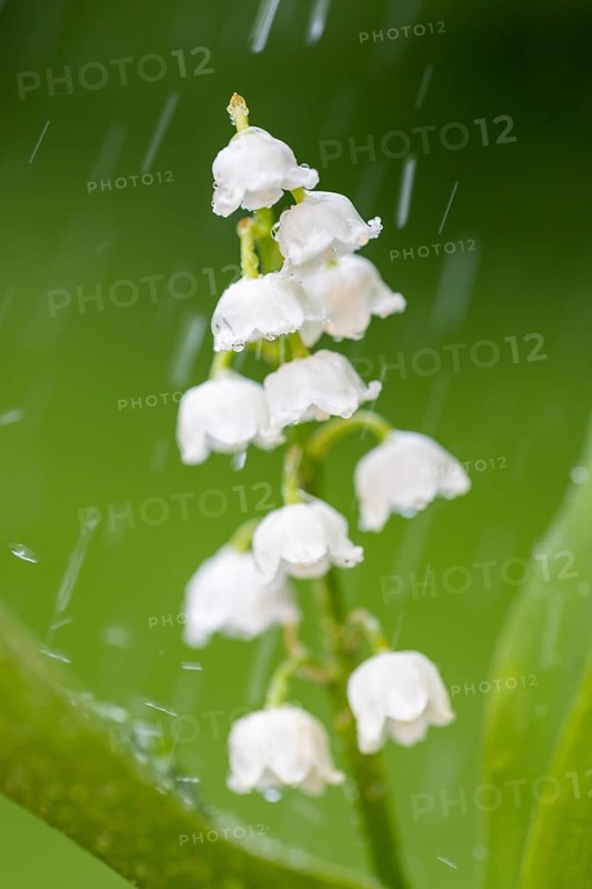 Lily of the valley (Convallaria majalis) in the rain