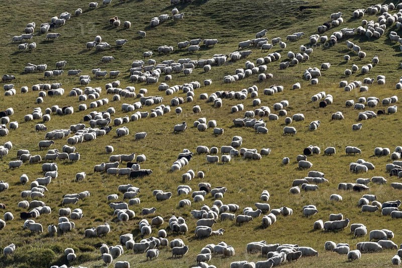 Domestic sheep (Ovis aries)