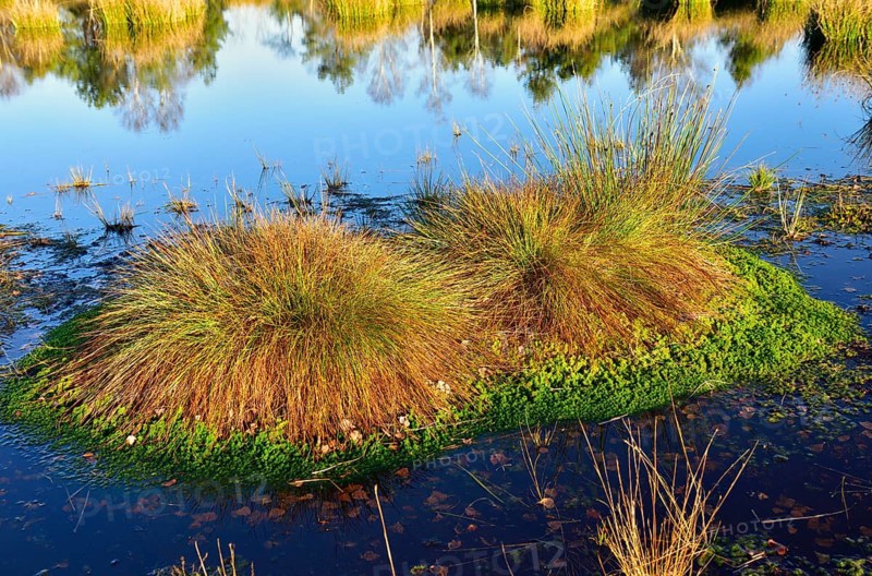 Common pond-nymph Common Club-rush (Schoenoplectus lacustris) with peat moss (Sphagnum) ingrown in bog pond
