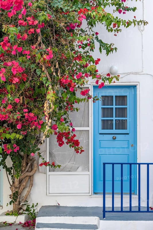 Flowering bougainvillea