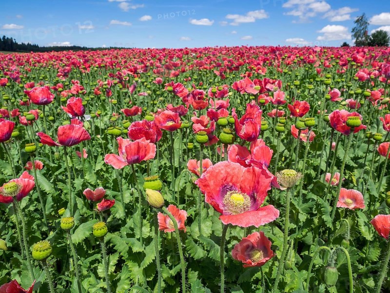 Poppy field