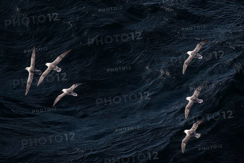 Northern fulmars (Fulmarus glacialis) in flight
