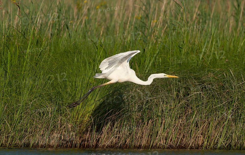 Great egret (Ardea alba)