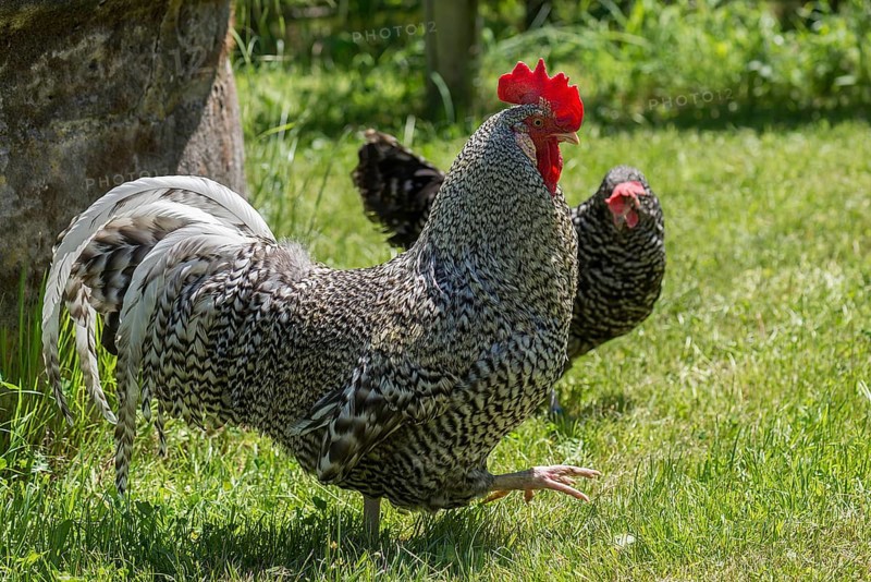 Cock and hen
