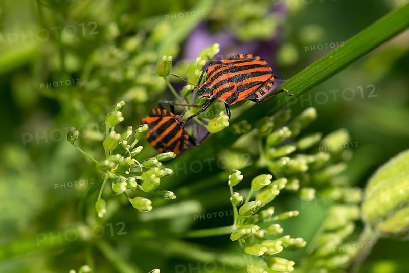 Italian striped-bug (Graphosoma italicum) on a goutweed flower Ground elder (Aegopodium podagraria)