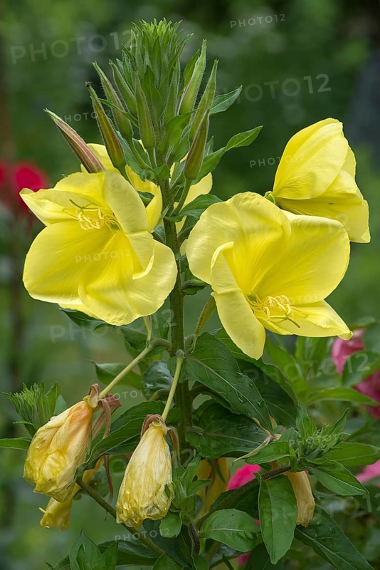 Flowers of a common evening primrose (Oenothera biennis)