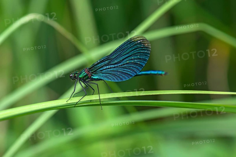 Banded damselfly Banded demoiselle (Calopteryx splendens)