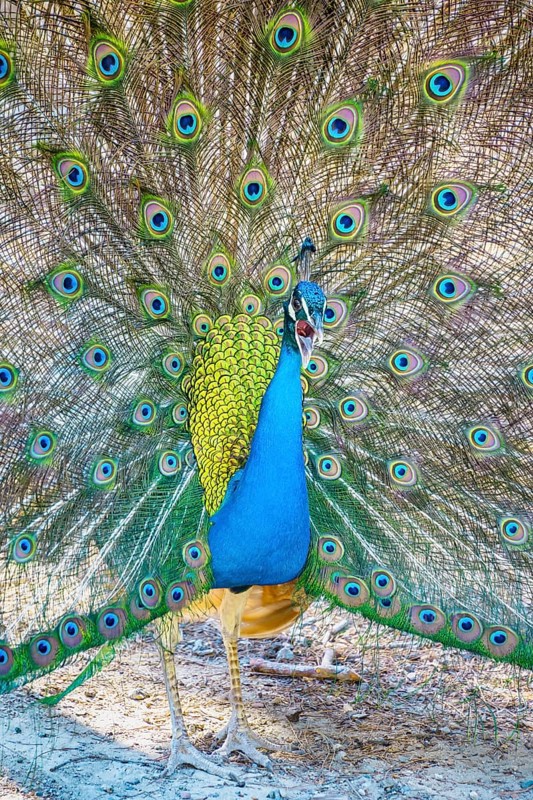 Peacock Indian peafowl (Pavo cristatus) beats wheel