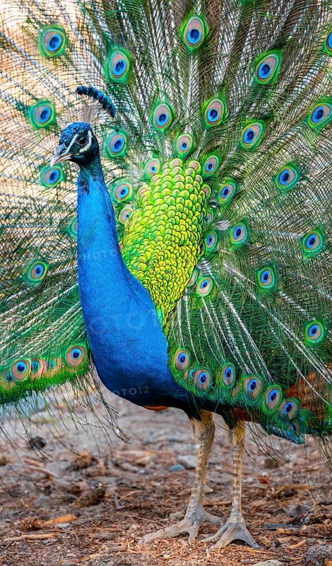 Peacock Indian peafowl (Pavo cristatus) beats wheel