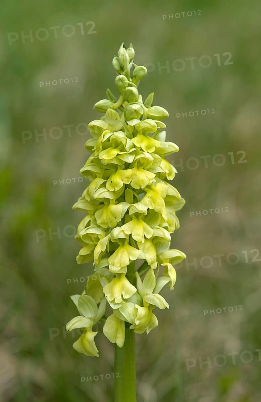 Pale-flowered orchid (Orchis pallens)