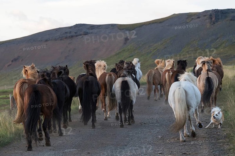 Icelandic spitz or Icelandic dog helps rounding up Icelandic horses