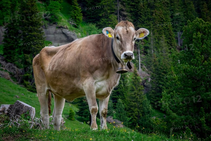 Tyrolean grey cattle on a pasture