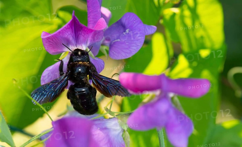 Violet carpenter bee (Xylocopa violacea)