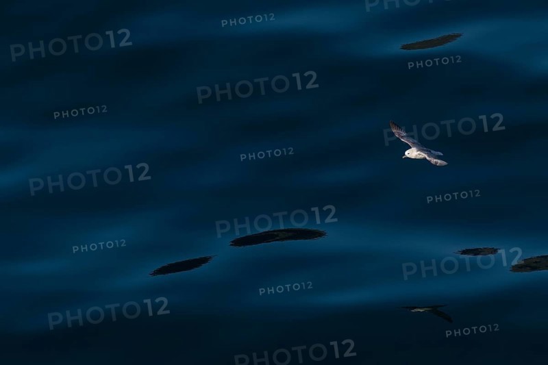 Northern fulmar (Fulmarus glacialis) in flight