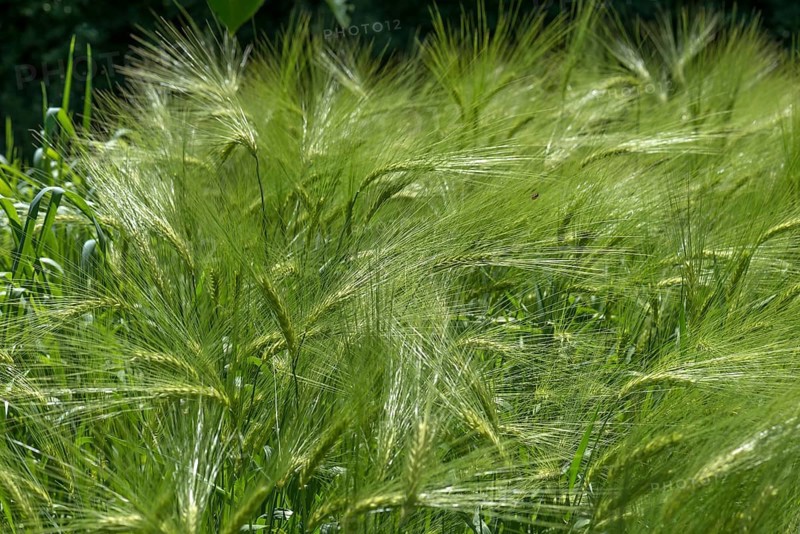 Unripe barley field