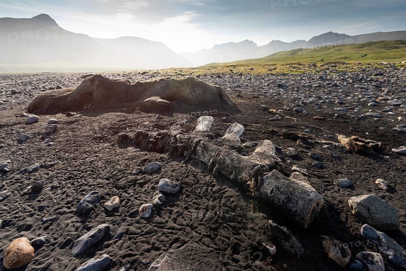 Whale skeleton