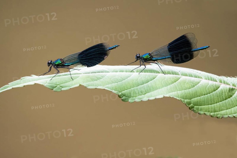 Two banded damselflies (calopteryx splendens)