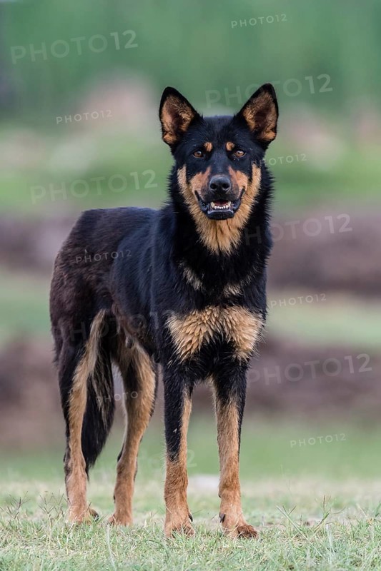 Herding dog