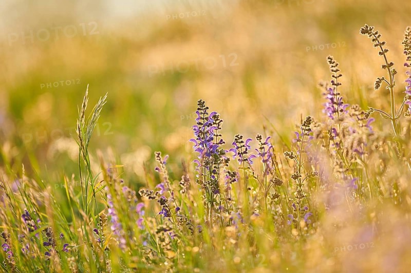 Meadow clary (Salvia pratensis) blooming in a meadow