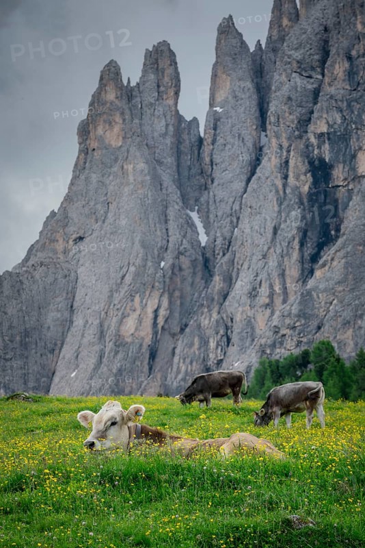 Tyrolean grey cattle on a pasture
