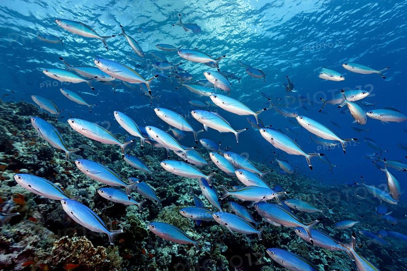 Shoal of Suez Fusilier (Caesio sueviva) swimming over coral reef