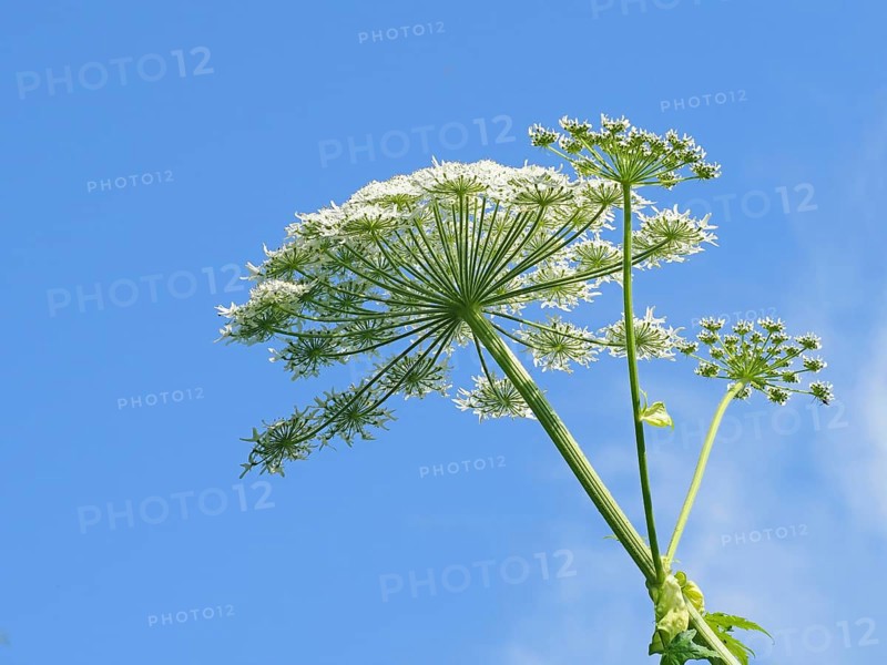 Giant hogweed (Heracleum mantegazzianum)