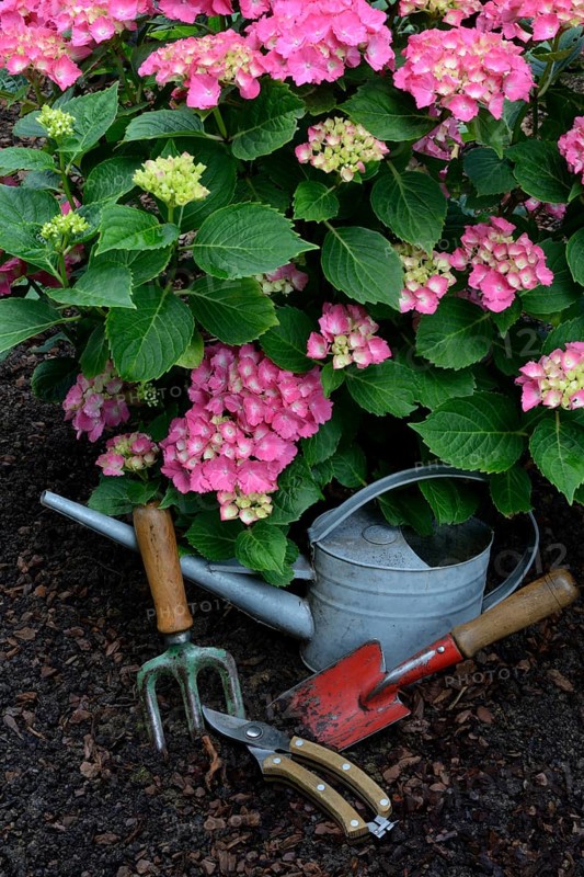 Garden tools and flowering hydrangeas