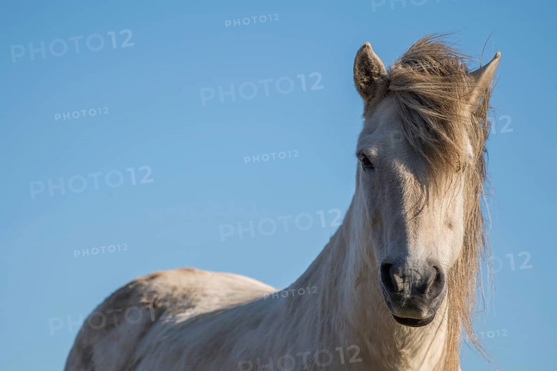 Icelandic horse (Equus islandicus)