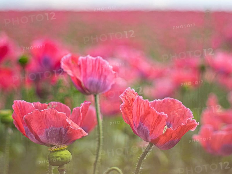 Poppy blossom