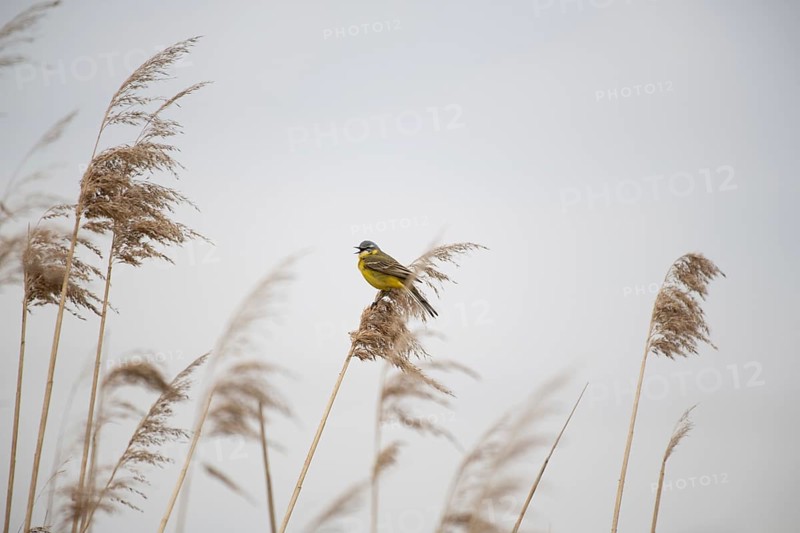 Yellow wagtail (Motacilla flava) Prignitz