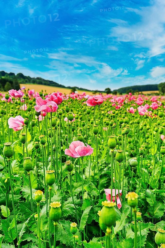 Cultivation of Opium poppy (Papaver somniferum) in a field