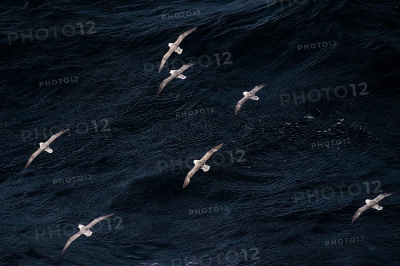 Northern fulmars (Fulmarus glacialis) in flight