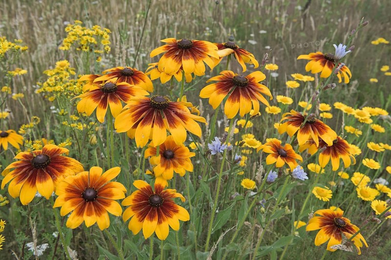 Flower meadow with black-eyed Susan (Rudbeckia hirta)