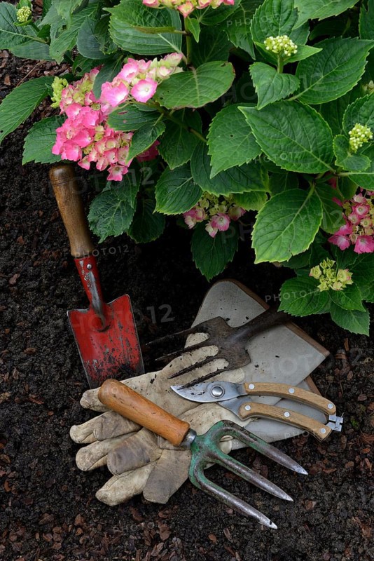 Garden tools and flowering hydrangeas