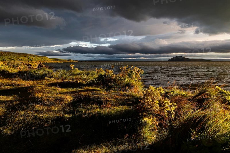 Norwegian angelica (Angelica archangelica) and grassy shore in the evening light