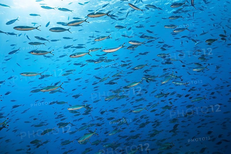 Shoal Suez Fusilier (Caesio sueviva) swimming in blue water