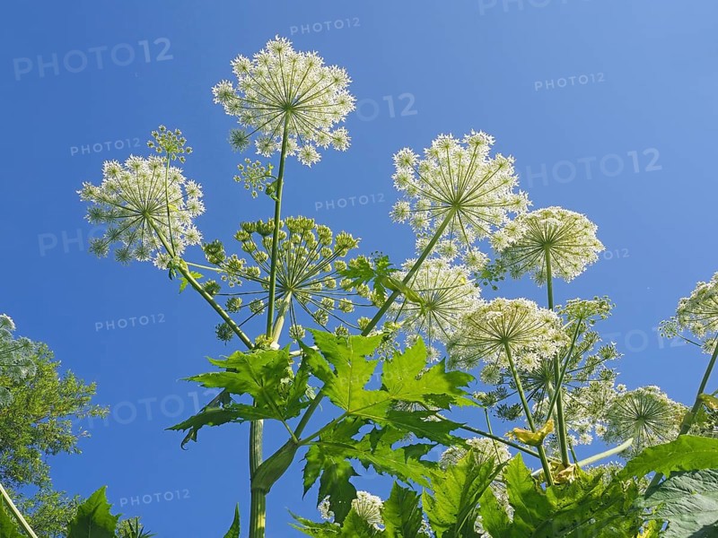 Giant hogweed (Heracleum mantegazzianum)