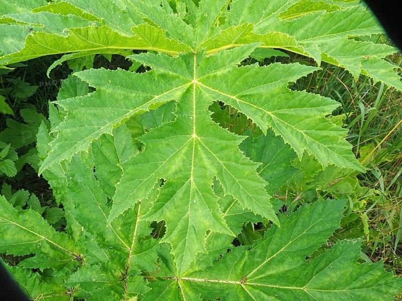 Giant hogweed (Heracleum mantegazzianum)