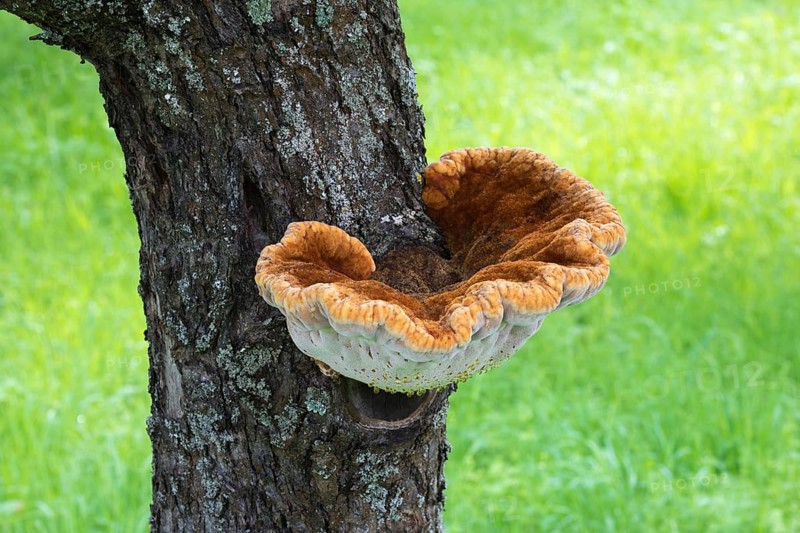 Shaggy bracket (Inonotus hispidus) on apple tree