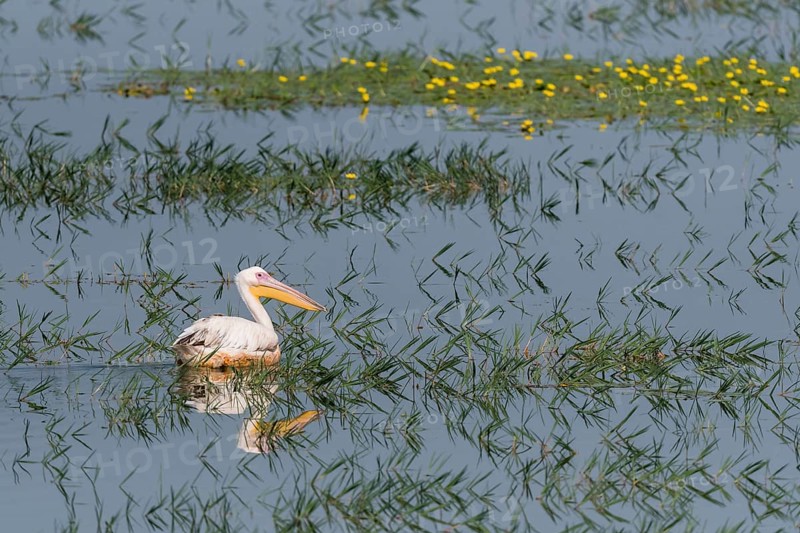 Dalmatian Pelican (Pelecanus crispus)