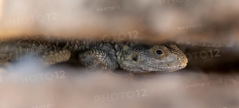 Stellion (Stellagama stellio)