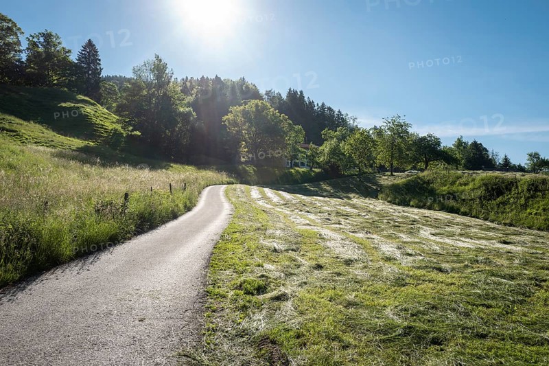 Mown meadow