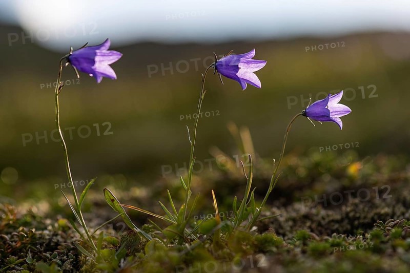Harebells (Campanula rotundifolia)