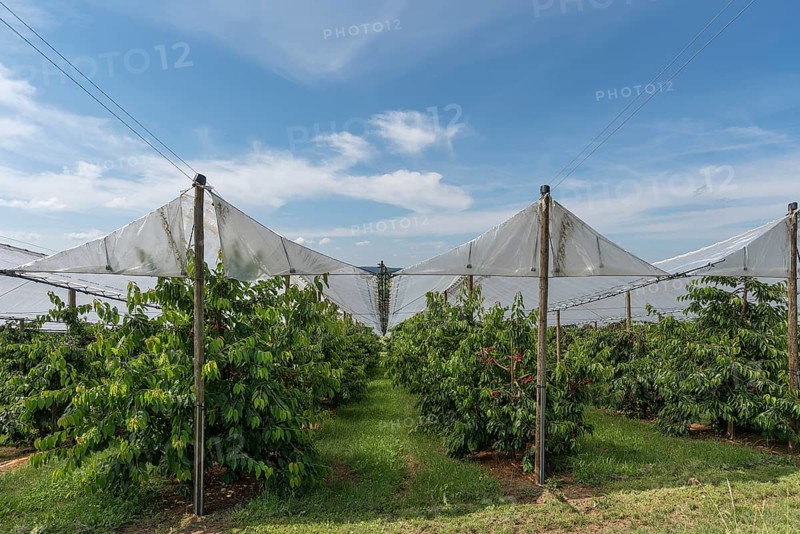 Cherry orchard with stretched hail protection