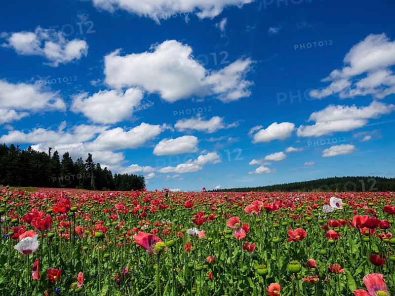 Poppy field