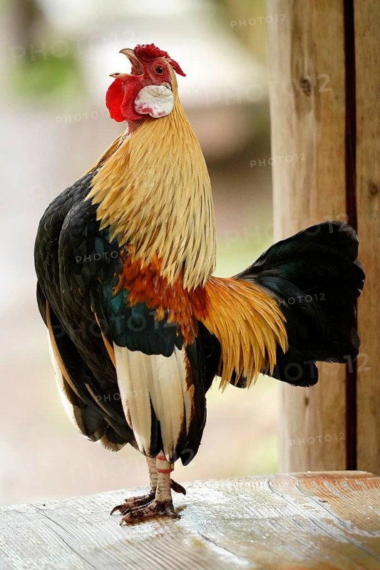 Bantam