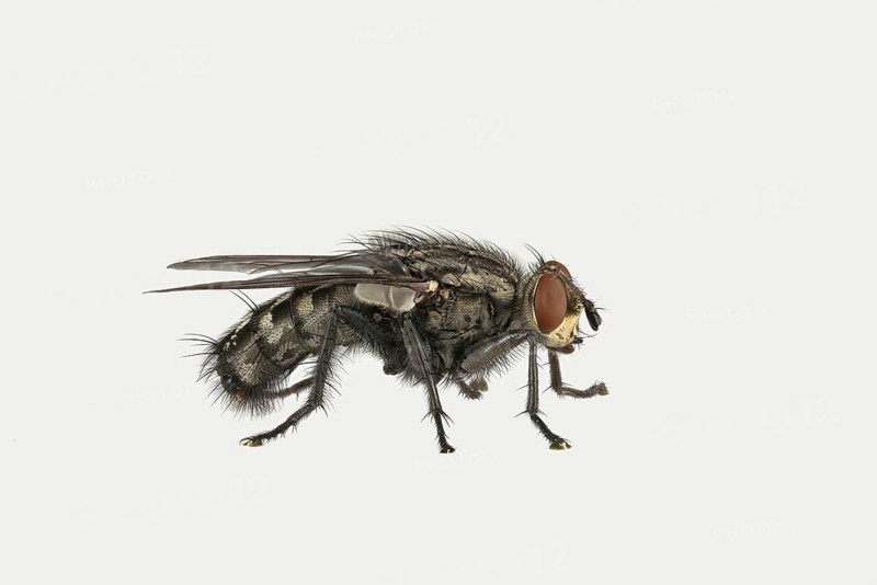 Grey Sarcophaga carnaria (Sarcophaga carnaria)